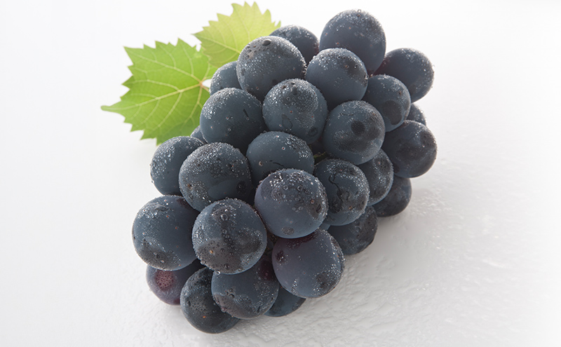 ぶどう 2026年 先行予約 詰合/ニューピオーネ 1房(480g以上)・シャインマスカット 晴王 1房(480g以上) 化粧箱入り ブドウ 葡萄 岡山県産 国産 フルーツ 果物 ギフト