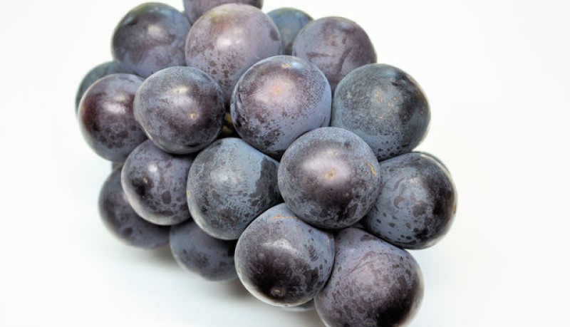 ぶどう 2026年 先行予約 オーロラブラック 2房 (約940ｇ) 化粧箱入り