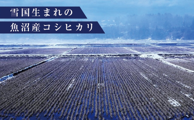 数量限定 従来品種 魚沼産コシヒカリ 精米 5kg