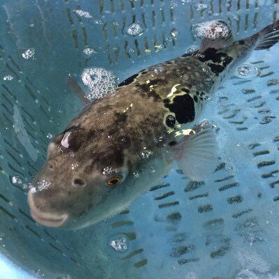 活とらふぐ ちり鍋 セット 2尾 (3～5人前) ＜南知多 料理宿監修＞ ふぐちり 愛知県 南知多町 人気 おすすめ