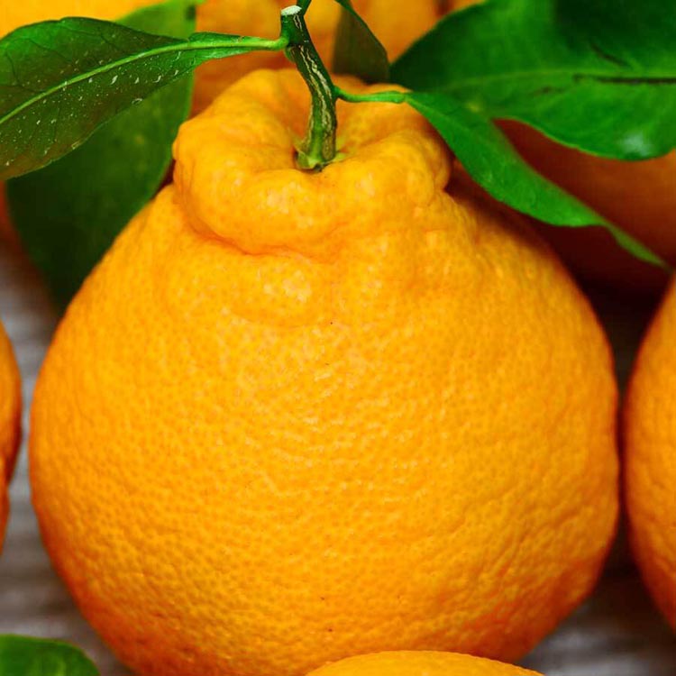 不知火（しらぬい） オレンジ みかん 家庭用 2kg ｜ 訳あり 和歌山みかん オレンジ フルーツ 果物 ※北海道・沖縄・離島への配送不可 ※2026年2月下旬～3月下旬頃に順次発送予定