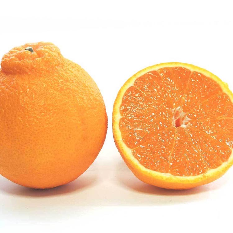 不知火（しらぬい） オレンジ みかん 家庭用 4kg ｜ 訳あり 和歌山みかん オレンジ フルーツ 果物 ※北海道・沖縄・離島への配送不可 ※2026年2月下旬～3月下旬頃に順次発送予定