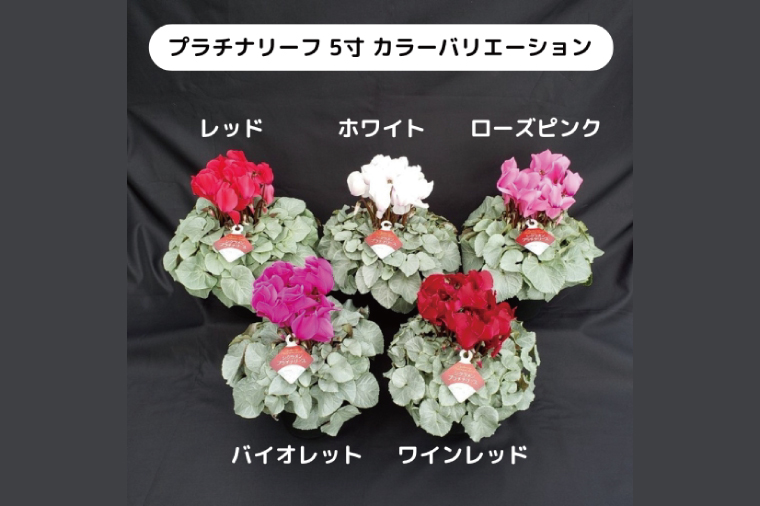 【先行予約】【長谷川園芸】オリジナル品種 シクラメン プラチナリーフ ５寸 レッド【冬のギフト  フラワーギフト クリスマス 鉢花】(AT101)