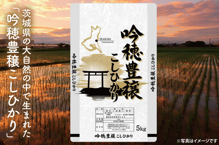 茨城県大洗町のふるさと納税 ＜令和6年産＞吟穂豊穣こしひかり5kg 精米 コシヒカリ こしひかり 米 ごはん コメ お米 白米 国産 茨城県産