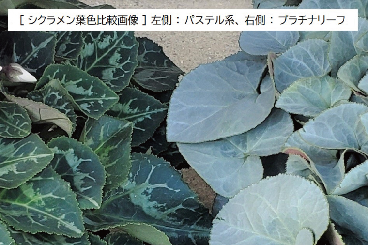 【先行予約】【長谷川園芸】オリジナル品種 シクラメン プラチナリーフ ５寸 ワインレッド 【冬のギフト  フラワーギフト クリスマス 鉢花】(AT103)