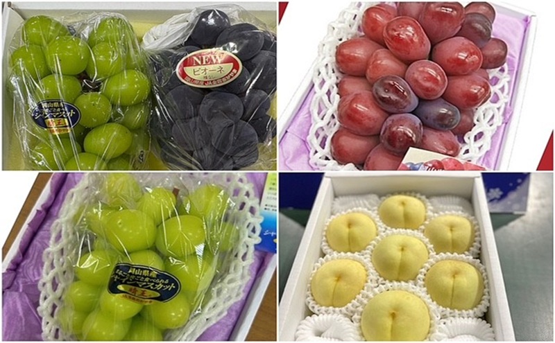 【2026年 先行予約 】晴れの国 岡山 の フルーツ 定期便 4回コース 岡山県産 葡萄 ぶどう 梨 なし