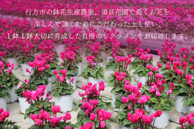 【2025年10月より順次発送】須貝花園 ミニシクラメン(3.5号鉢) 15鉢セット｜シクラメン ミニシクラメン 花 季節の花 セット 須貝花園 先行予約 茨城県 行方市(C-1)