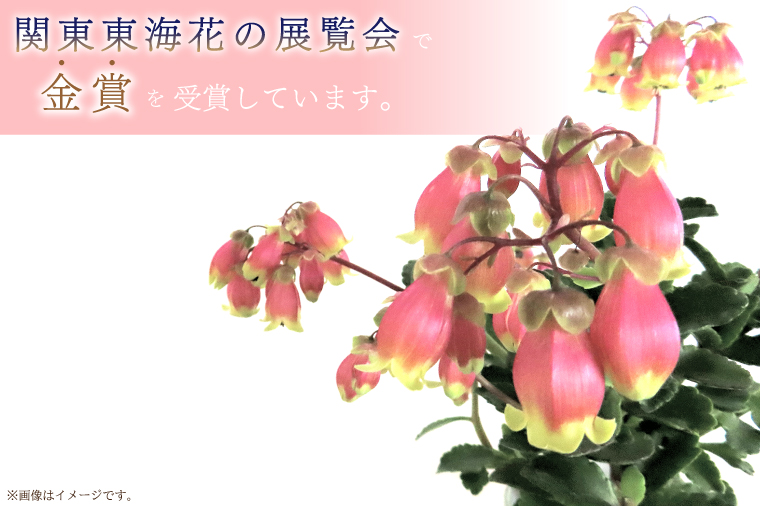 茨城県行方市のふるさと納税 【2026年2月より順次発送】須貝花園 カランコエ 1鉢(7号鉢)｜カランコエ 花 季節の花 須貝花園 先行予約 茨城県 行方市(C-3)
