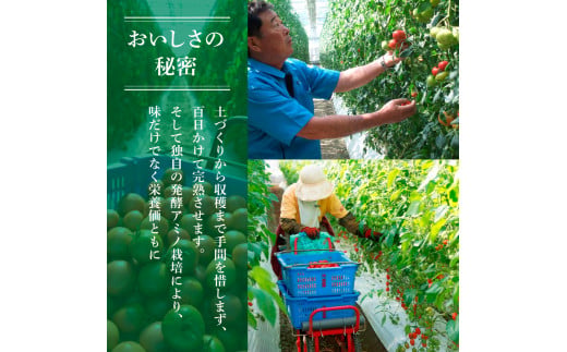 訳あり フルーツトマト 3kg 大小混合 3キロ トマト とまと ふるーつとまと 桃太郎 完熟 糖度8度以上 濃厚 野菜 料理 サラダ マリネ おいしい 新鮮 食品 訳アリ 家庭用 ご自宅用