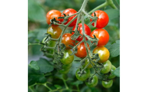 訳あり 赤いミニトマトの宝石箱 約2キロ