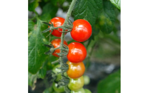 訳あり 赤いミニトマトの宝石箱 約1キロ 約1kg
