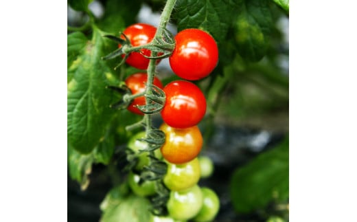 カラフルミニトマトの宝石箱 約1キロ 定期便3ヶ月 約1kg 　詰め合わせ セット 15品種以上