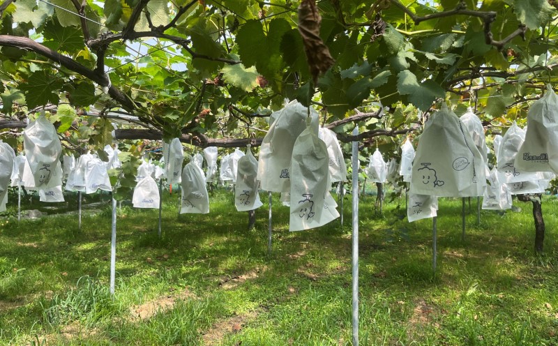 【朝倉市制施行20周年記念企画】 ２０２６年先行予約　葡萄 ピオーネ 1～3房 約1kg 数量限定 ゆう美果樹園 ※配送不可：離島