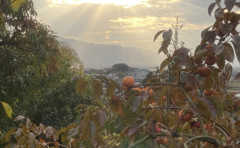 福岡県朝倉市のふるさと納税 【朝倉市制施行20周年記念企画】 柿 志波の富有柿 2Lサイズのみ×約11個入 ゆう美果樹園 ※配送不可：離島