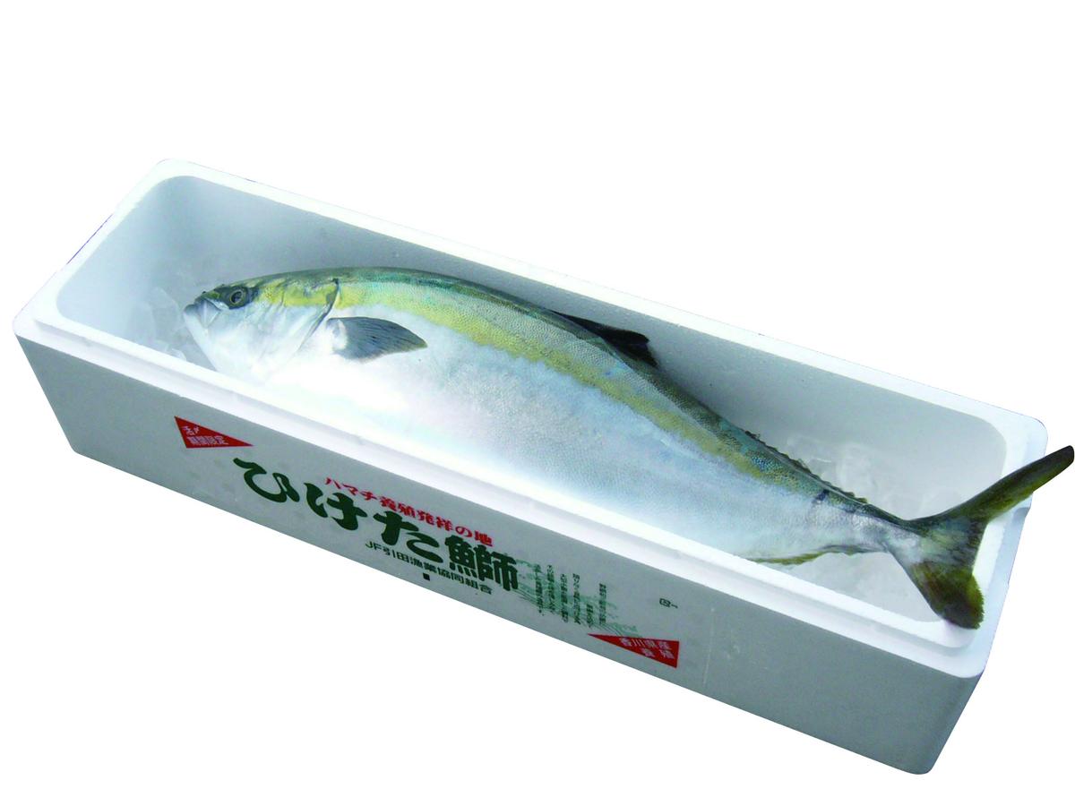 ひけた鰤（ブリ）一尾（納期指定賜ります） 魚介類 刺身 
