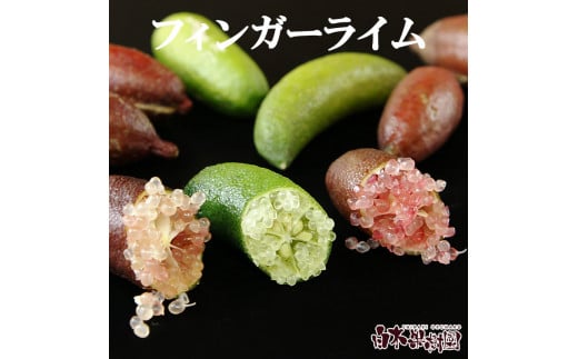 ymyszys\z؉ʎY  tBK[C 100g 100O X܂ ʕ  ʎ k k tbV VN  ʎ W[X fU[g   Y