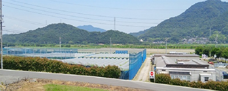 【2026年先行予約】 ぶどう 岡山県産 たたらみねらる アンサンブルカップ( シャインマスカット ・ ほほえみ ・ ニューピオーネ )3カップ入 900g以上《2026年8月下旬-10月上旬出荷》 岡山 里庄町