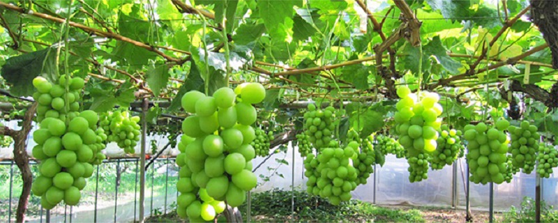 【2026年先行予約】 ぶどう 岡山県産 たたらみねらる アンサンブルカップ( シャインマスカット ・ ほほえみ ・ ニューピオーネ )3カップ入 900g以上《2026年8月下旬-10月上旬出荷》 岡山 里庄町