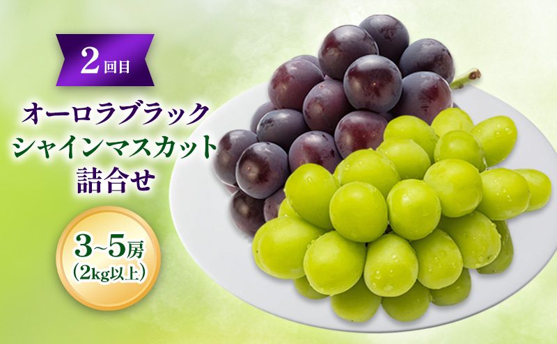【2026年先行予約】ご家庭用「 マスカット ・オブ・ アレキサンドリア 」＆「 オーロラブラック ・ シャインマスカット の詰合せ」2回定期便 各3～5房(2kg以上) フルーツ 果物 数量限定 里庄町 リアムfarm