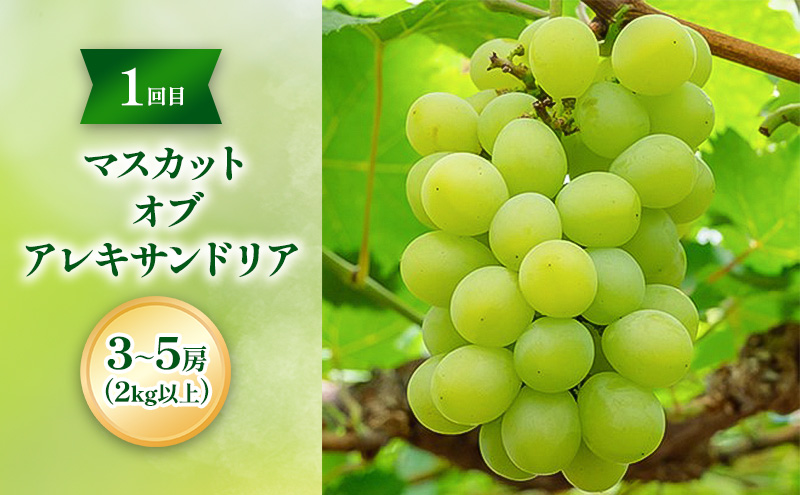 【2026年先行予約】ご家庭用「 マスカット ・オブ・ アレキサンドリア 」＆「 オーロラブラック ・ シャインマスカット の詰合せ」2回定期便 各3～5房(2kg以上) フルーツ 果物 数量限定 里庄町 リアムfarm