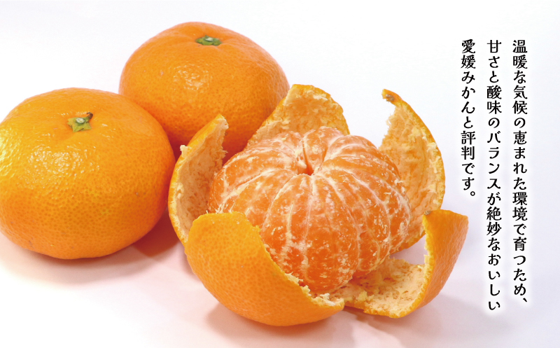 訳あり 愛媛みかん 5kg 7000円 温州みかん こたつ みかん 温州 みかん mikan 蜜柑 愛媛 ミカン 完熟 家庭用 産地直送 国産 農家直送 糖度 期間限定 数量限定 特産品 ゼリー ジュース アイス 人気 限定 甘い 果実 果肉 フルーツ 果物 柑橘 ビタミン 健康 美味しい おいしい ジューシー サイズ ミックス くらもとファーム 愛南町 愛媛県