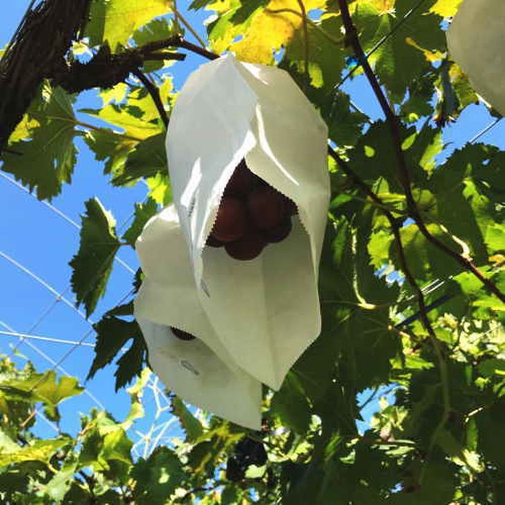 【夏秋の美味】フルーツ王国和歌山の"濃厚"種無しピオーネ 約2kg