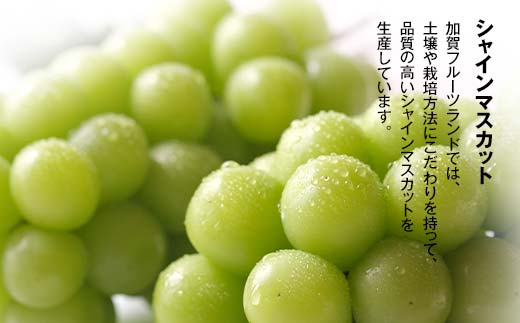 【先行予約】シャインマスカット1kg 石川県加賀市産（2026年9月上旬以降順次発送） ぶどう ブドウ マスカット フルーツ 果物 くだもの お弁当 朝食 デザート フルーツサンド スイーツ 生果実 F6P-3119