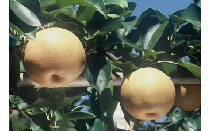 梨 早期受付 新高梨 （ にいたかなし ）3～8玉 合計約2kg 梨 なし ナシ 岡山県産 国産 フルーツ 果物 ギフト桃茂実苑 果物類 先行予約 