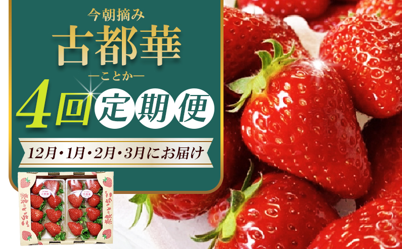 ［先行予約］【 いちご１２月から計4回定期