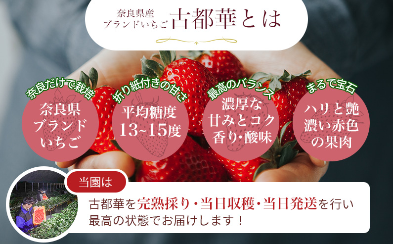 奈良県葛城市のふるさと納税 ［先行予約］【 いちご１２月から計4回定期便 】 ◆古都華　約３００g×２パック×４回 ◆ 【今朝摘みの丸笑いちご園】 ／ フルーツ いちご 苺 イチゴ 果物 くだもの 新鮮 完熟 朝採り 高級 希少品種 甘い