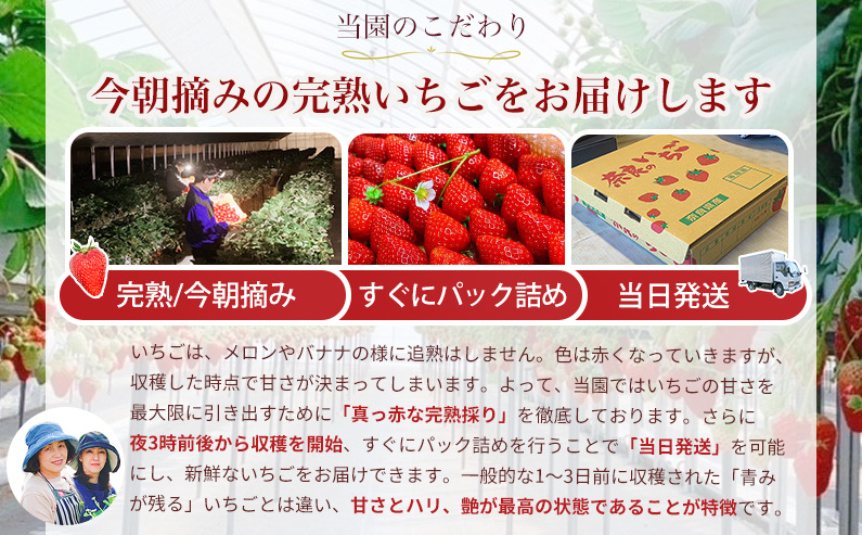 奈良県葛城市のふるさと納税 ［先行予約］【 いちご１２月から計4回定期便 】 ◆古都華　約３００g×２パック×４回 ◆ 【今朝摘みの丸笑いちご園】 ／ フルーツ いちご 苺 イチゴ 果物 くだもの 新鮮 完熟 朝採り 高級 希少品種 甘い
