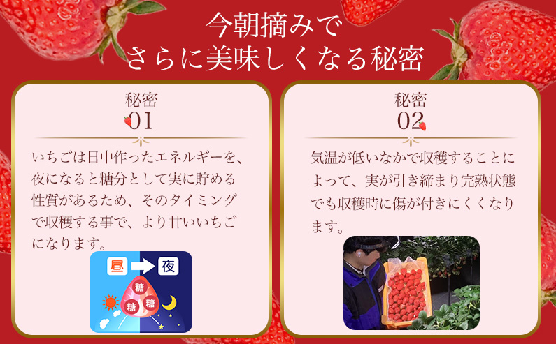 奈良県葛城市のふるさと納税 ［先行予約］【 いちご１２月から計4回定期便 】 ◆古都華　約３００g×２パック×４回 ◆ 【今朝摘みの丸笑いちご園】 ／ フルーツ いちご 苺 イチゴ 果物 くだもの 新鮮 完熟 朝採り 高級 希少品種 甘い