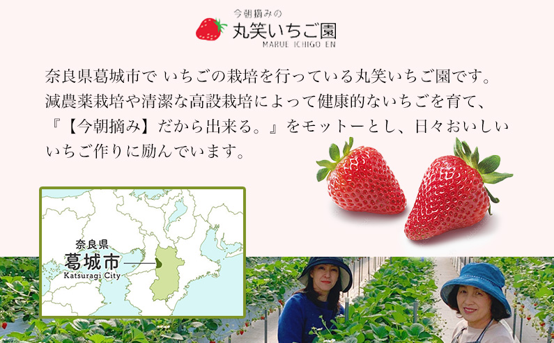 奈良県葛城市のふるさと納税 ［先行予約］【 いちご１２月から計4回定期便 】 ◆古都華　約３００g×２パック×４回 ◆ 【今朝摘みの丸笑いちご園】 ／ フルーツ いちご 苺 イチゴ 果物 くだもの 新鮮 完熟 朝採り 高級 希少品種 甘い