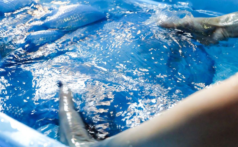 藍染体験１名様分