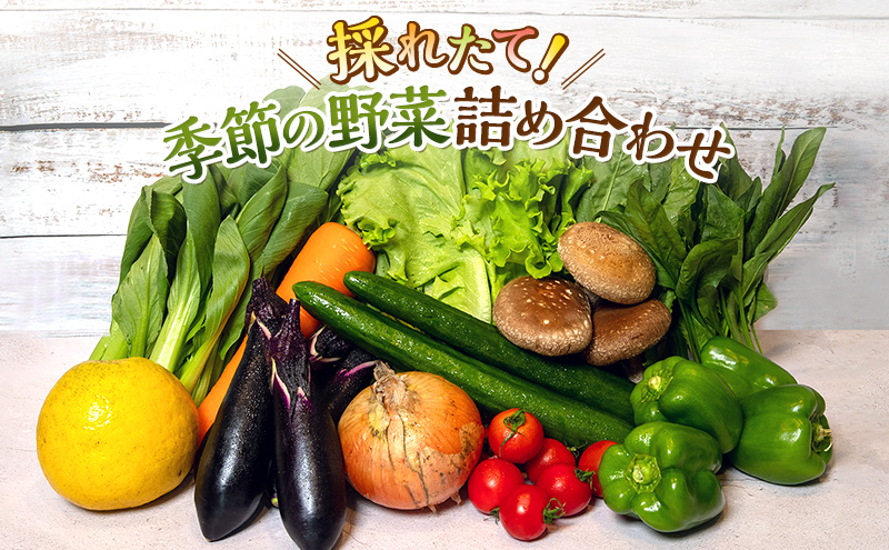 野菜 とれたて 季節の野菜 パック 8品前後 詰め合わせ セット
