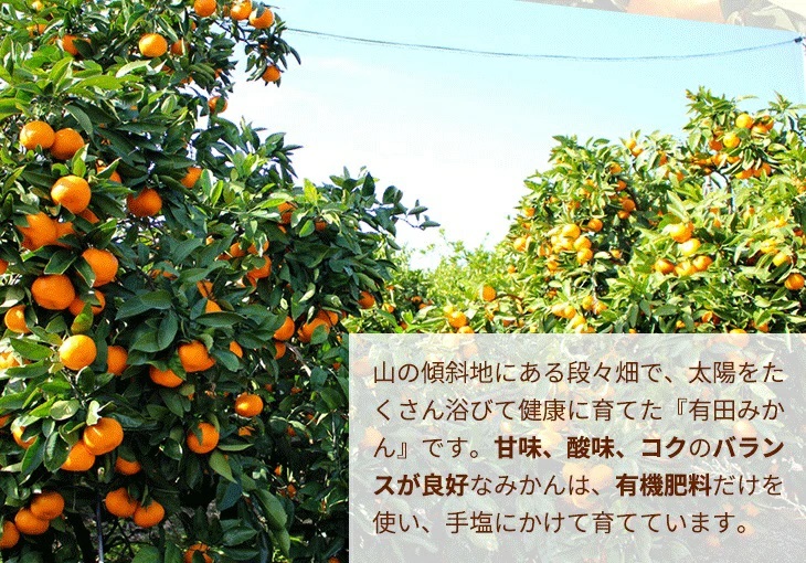 ＼光センサー選別／こだわりの完熟有田みかん 2kg【ご家庭用】サイズ混合 有機質肥料100% ｜ みかん 有田みかん 温州みかん ミカン 温州ミカン 柑橘 温州 甘い コク 産地直送◇※2025年11月中旬～2026年1月上旬頃に順次発送予定 ※北海道・沖縄・離島への配送不可