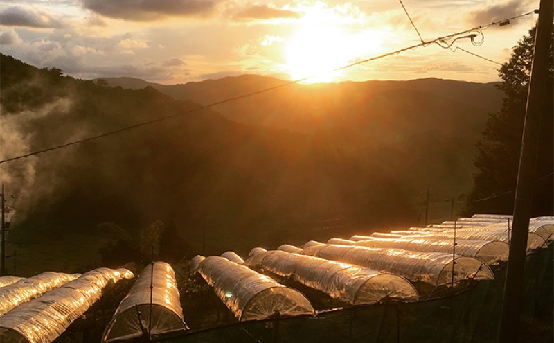 シャインマスカット 2kg 3房～5房 葡萄 フルーツ 岡山 高梁市産 ぜきお農園 ぶどうclub 2026年 先行予約
