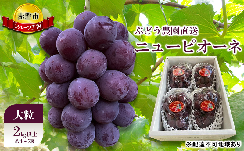 ぶどう 2026年 先行予約 ぶどう農園直送 朝採れ ニューピオーネ 大粒 2kg以上(約4～5房) ブドウ 葡萄 岡山県 赤磐市産 フルーツ 果物 ギフト