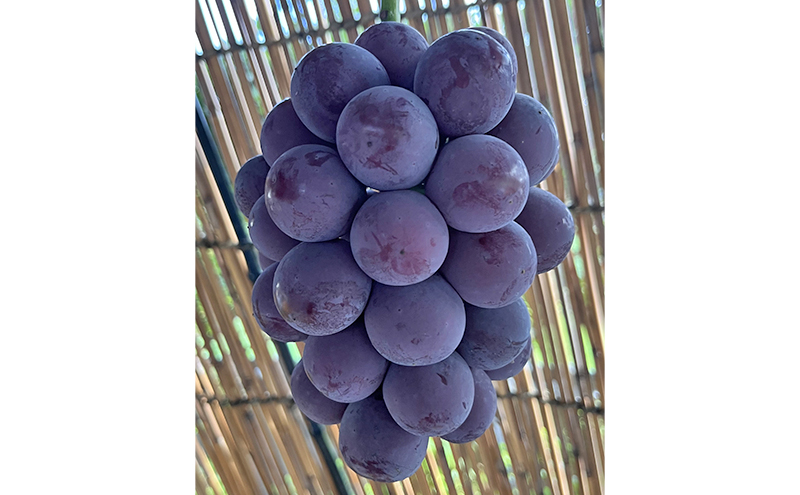 ぶどう 2026年 先行予約 ぶどう農園直送 朝採れ ニューピオーネ 大粒 1房(600g以上) ブドウ 葡萄 岡山県 赤磐市産 フルーツ 果物 ギフト