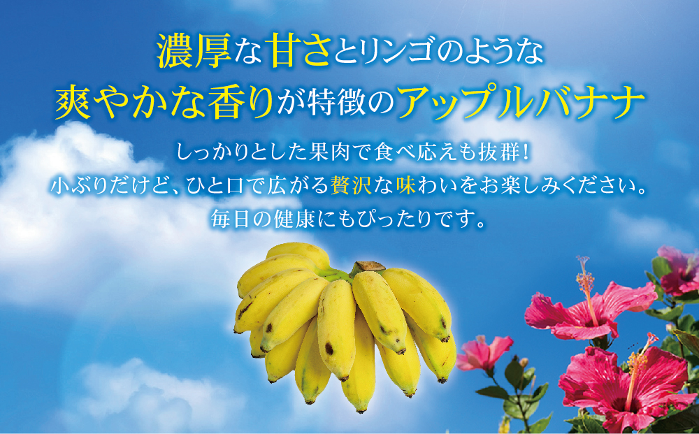 アップルバナナ　５キロ… 楽天市場】【送料無料】 沖縄県産バナナ アップルバナナ