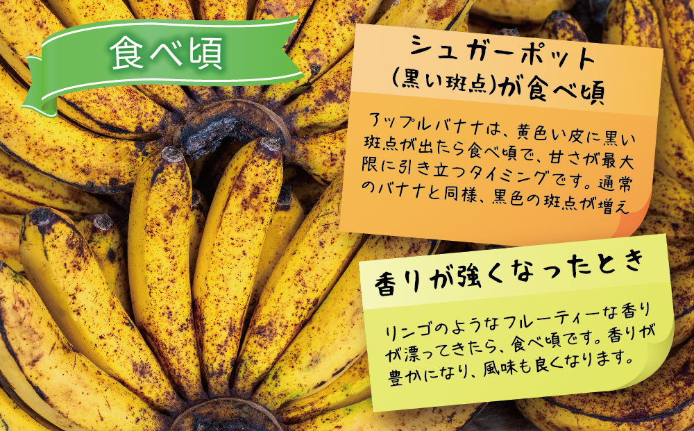 うるま市産アップルバナナ（約1.5kg前後）（沖縄県うるま市