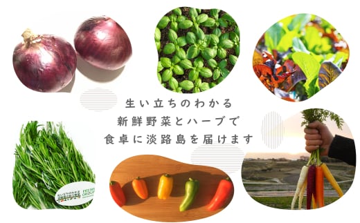 【定期便】彩り野菜と香るハーブセット　３回お届けセット　[野菜セット 野菜詰め合わせ]