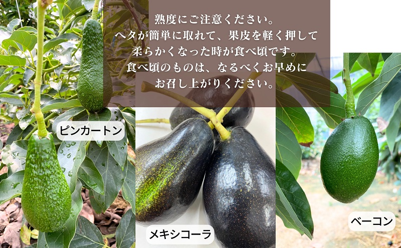 小豆島 】【 小豆島産 】小豆島で育った小豆島産アボカド 約1kg
