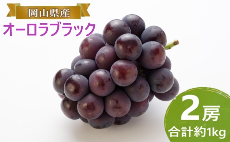 yRʖszԂǂ y2026N tz I[ubN 2[ v1kg uhE  RY Y t[c ʕ Mtg