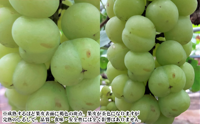 ぶどう 【2026年 早期受付】 桃太郎ぶどう 4房 合計約2kg ブドウ 葡萄  岡山県産 国産 フルーツ 果物 ギフト