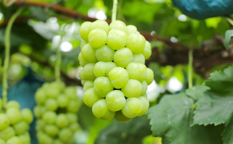 ぶどう 【2026年 早期受付】 瀬戸ジャイアンツ 2房 合計約1kg ブドウ 葡萄 岡山県産 国産 フルーツ 果物 ギフト