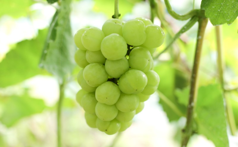 ぶどう 【2026年 早期受付】 ぶどうセット 桃太郎ぶどう 1房 ・ クイーンニーナ 1房 合計約1kg ブドウ 葡萄 岡山県産 国産 フルーツ 果物 ギフト