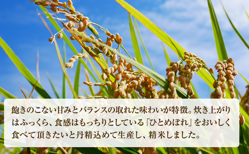 米 令和7年産 宮城県産 ひとめぼれ 5kg お米 精米