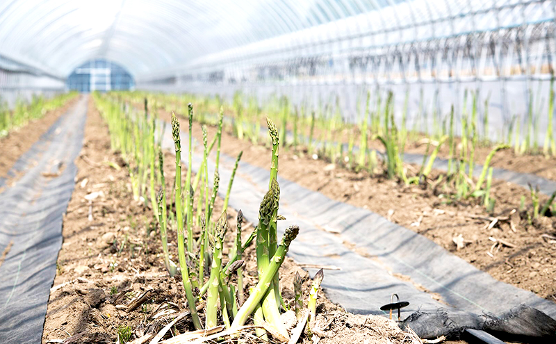 【2026年4月上旬より発送】北海道 富良野産 グリーンアスパラガス S～2Lサイズ 無選別品 約2kg (松本農園) 野菜 新鮮 直送 朝採り アスパラガス 道産 北海道 ふらの 