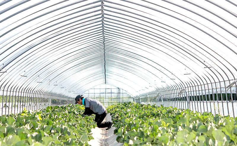 北海道富良野市のふるさと納税 【2026年7～9月連続お届け】メロン 好き必見！ ふらの 赤肉 メロン3種 贅沢 定期便 北海道 富良野市 食べ比べ  (松本農園) メロン フルーツ 果物 新鮮 甘い 贈り物 ギフト 道産 ジューシー おやつ ふらの ブランド 夏